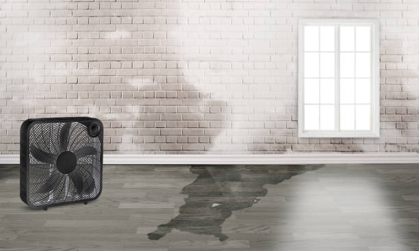Best Basement water damage restoration  in Lakeview, WA